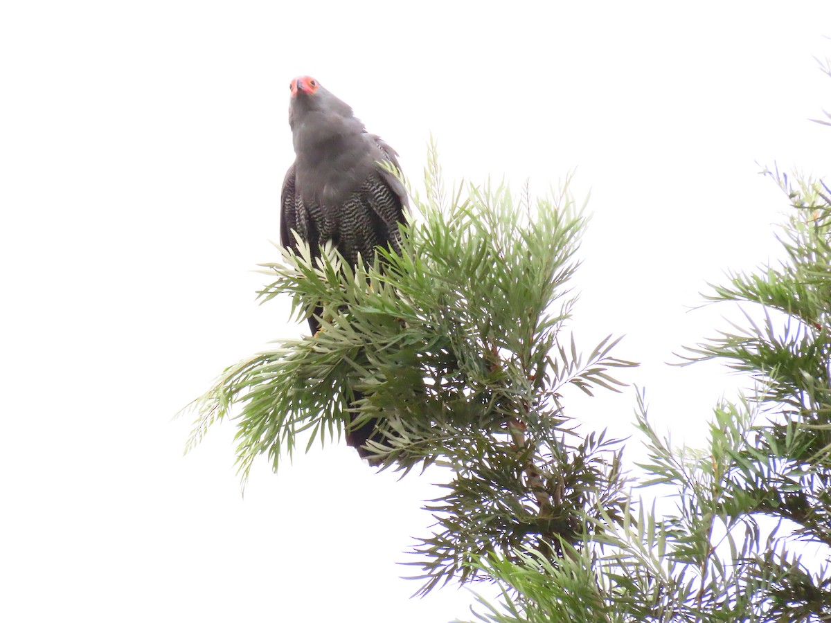 klatrehauk - ML646295215