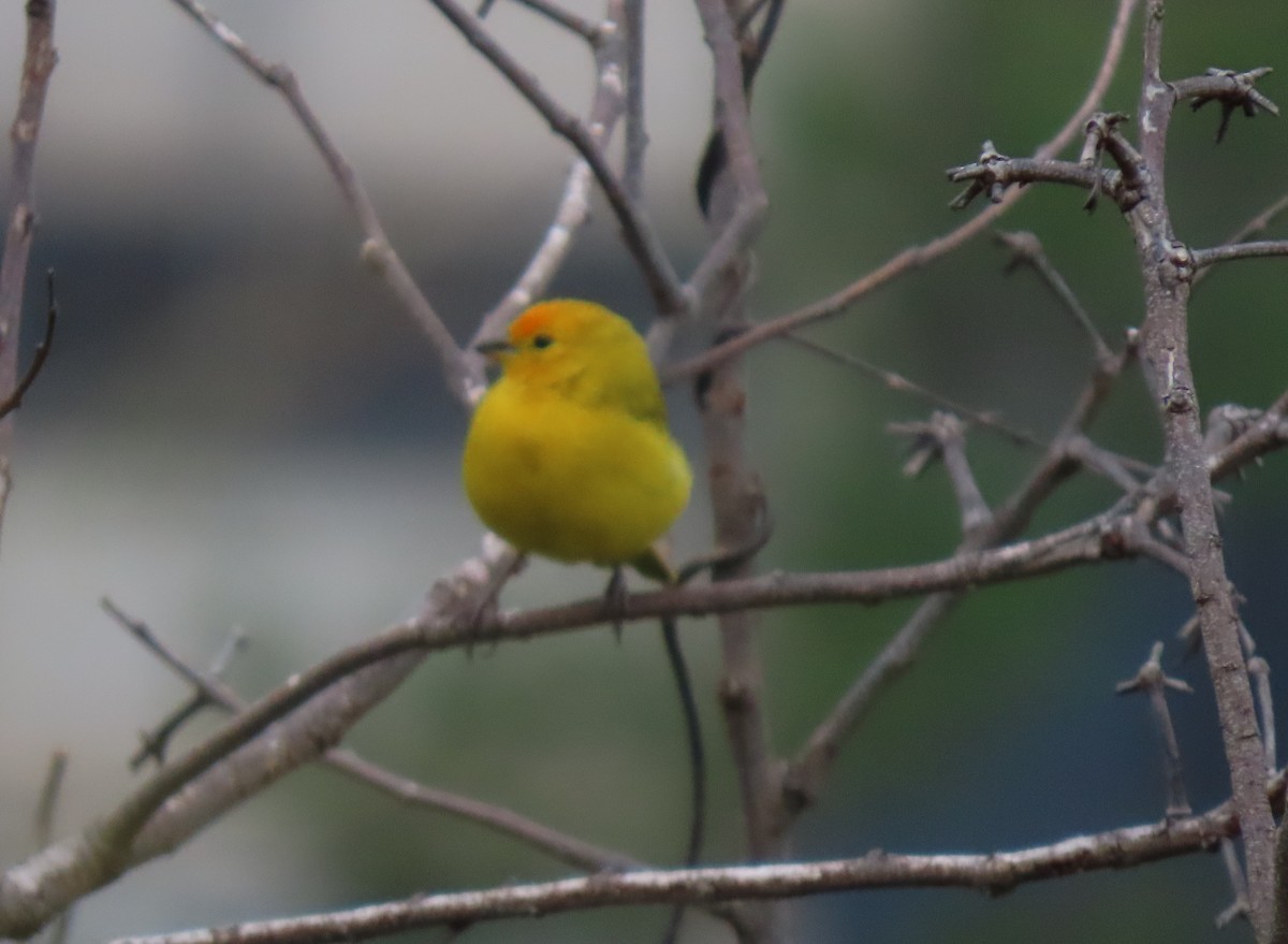 safranspurv - ML646295216