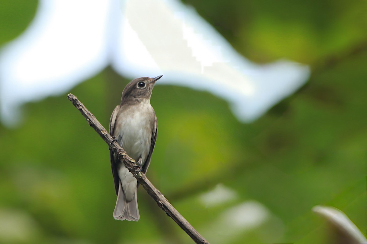 brunfluesnapper - ML646295217