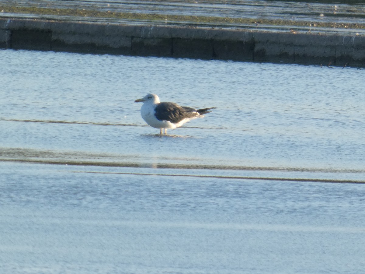 gulbeinmåke - ML646295219