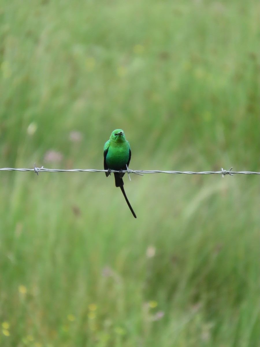 Malachite Sunbird - ML646295220