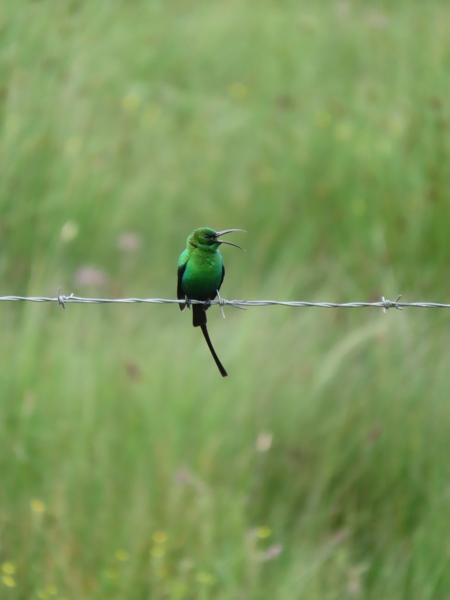 Malachite Sunbird - ML646295221