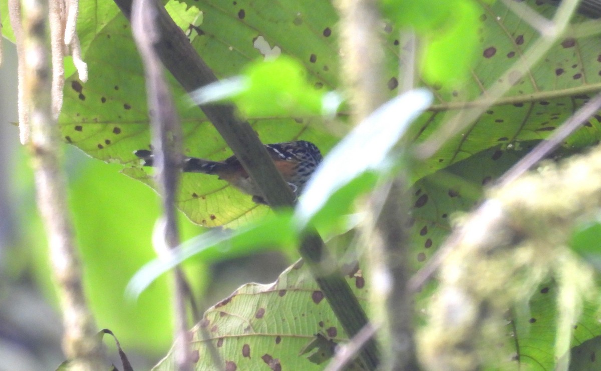 stripehodemaurfugl - ML646295222