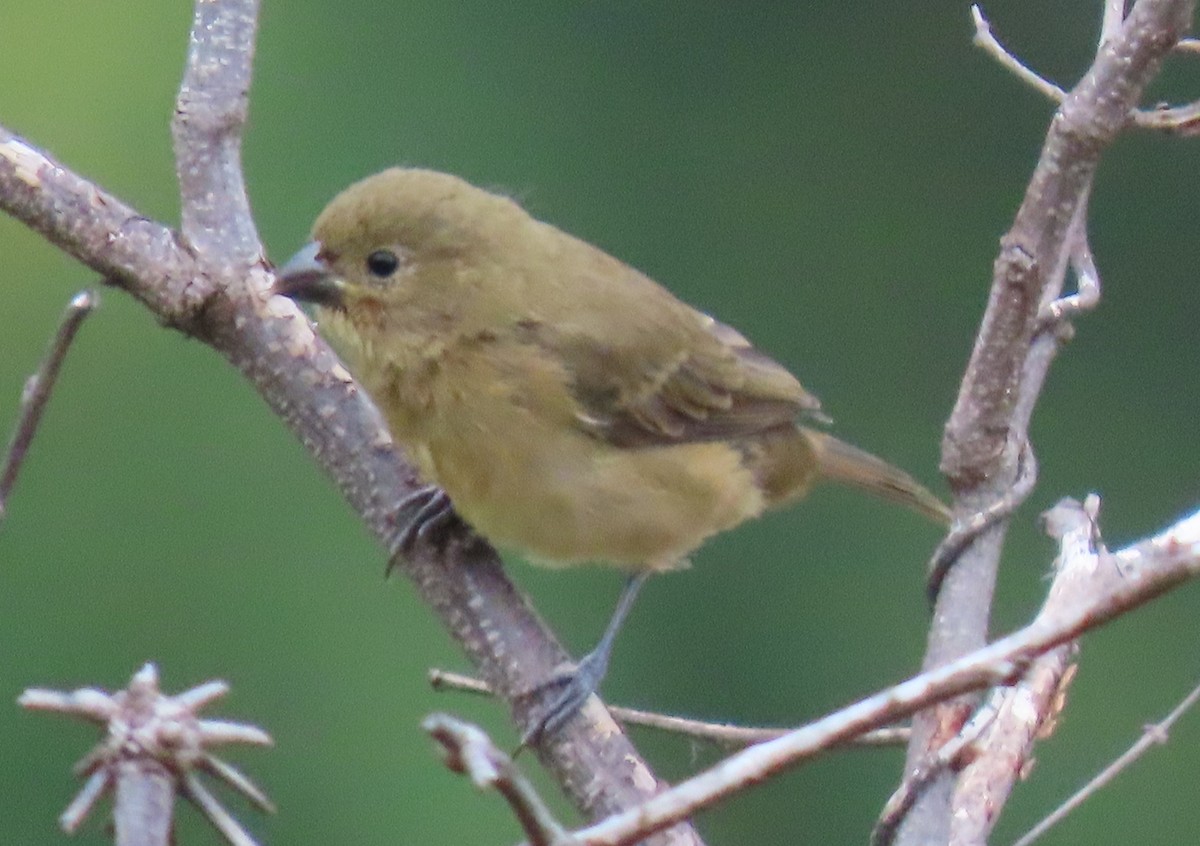 skifergresspurv - ML646295223