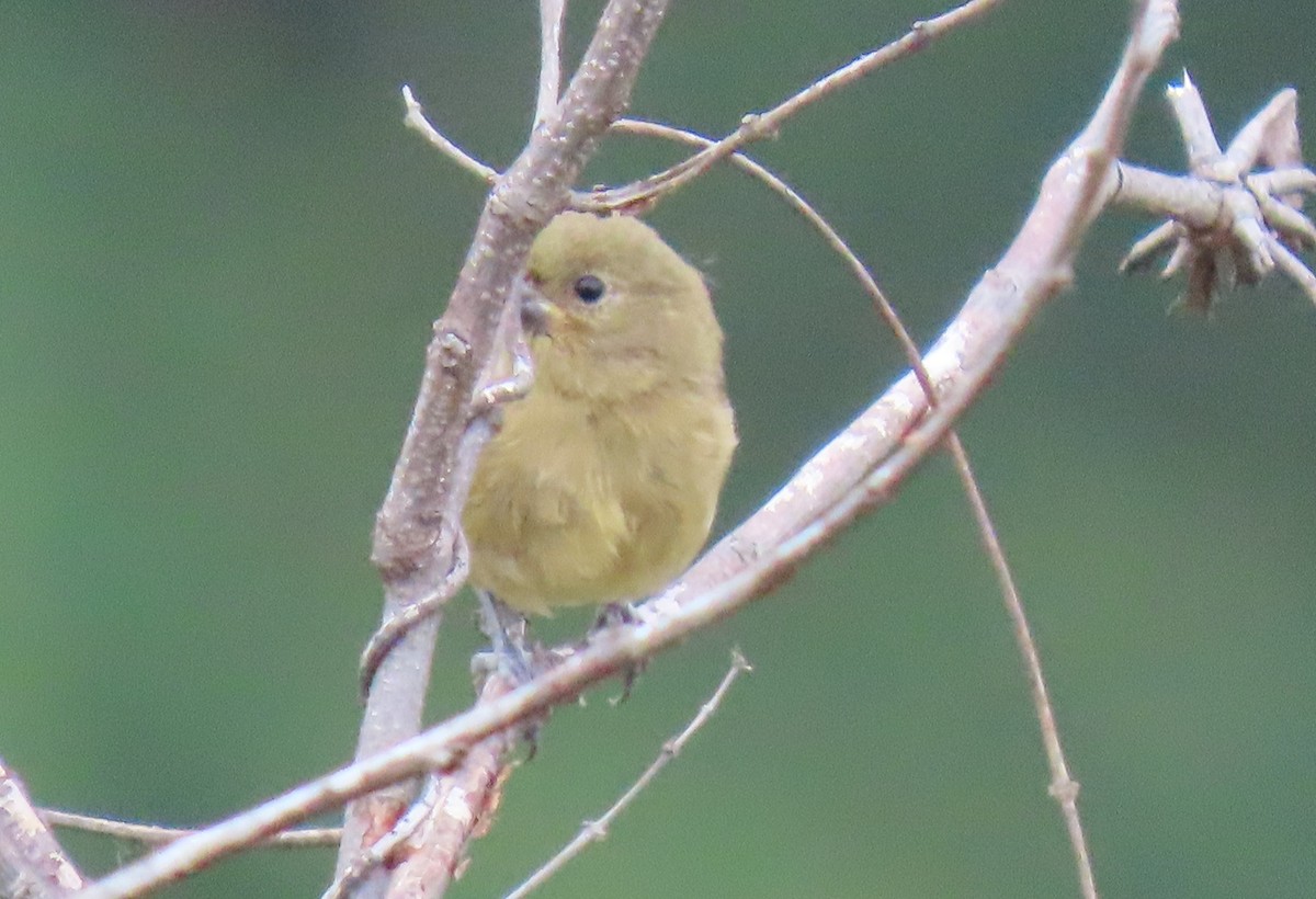 skifergresspurv - ML646295224