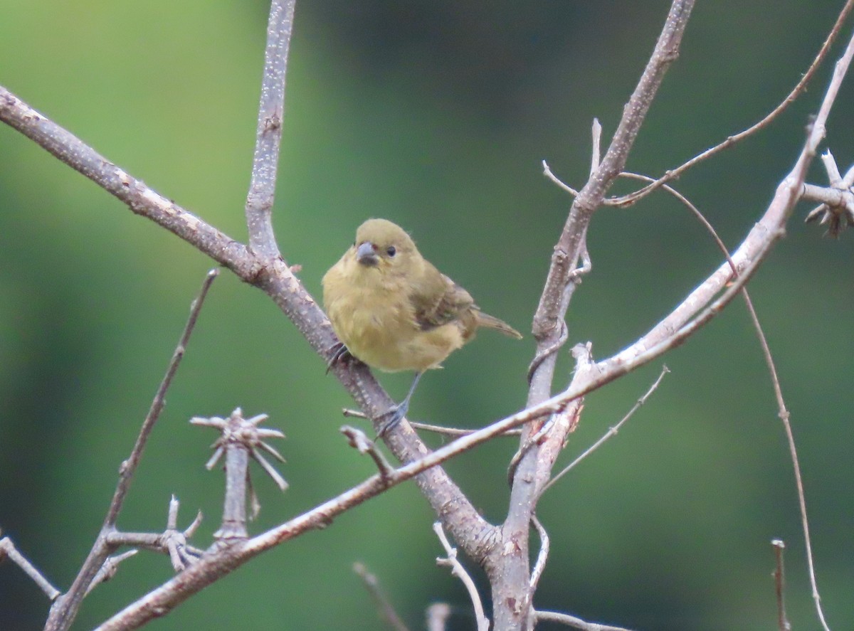 skifergresspurv - ML646295225