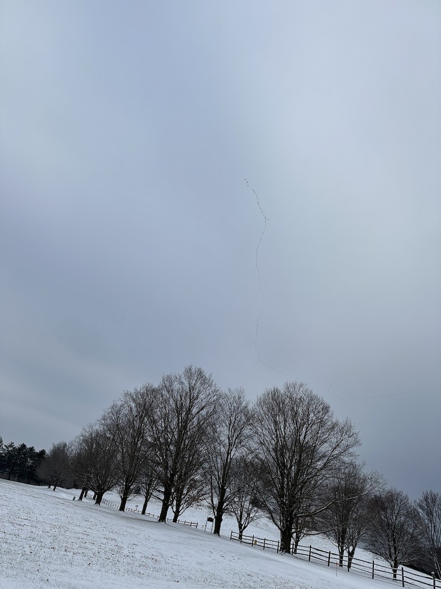 kanadagås - ML646295226