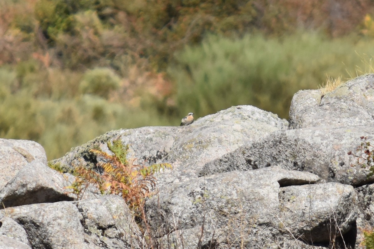 steinskvett - ML646295227