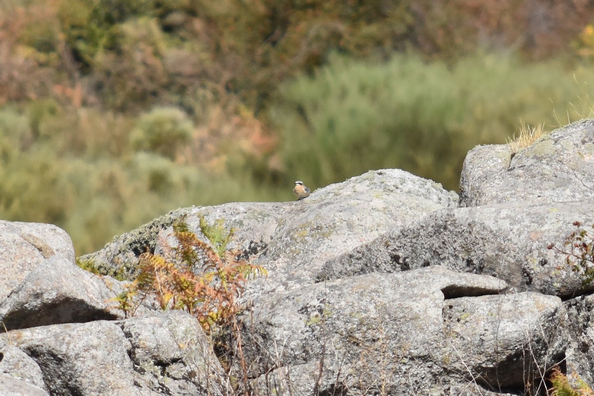 steinskvett - ML646295228