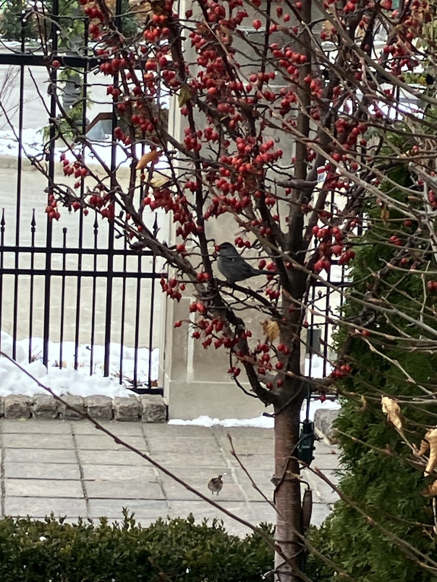 ネコマネドリ - ML646295229