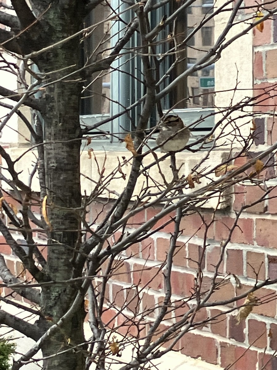 White-throated Sparrow - ML646295230