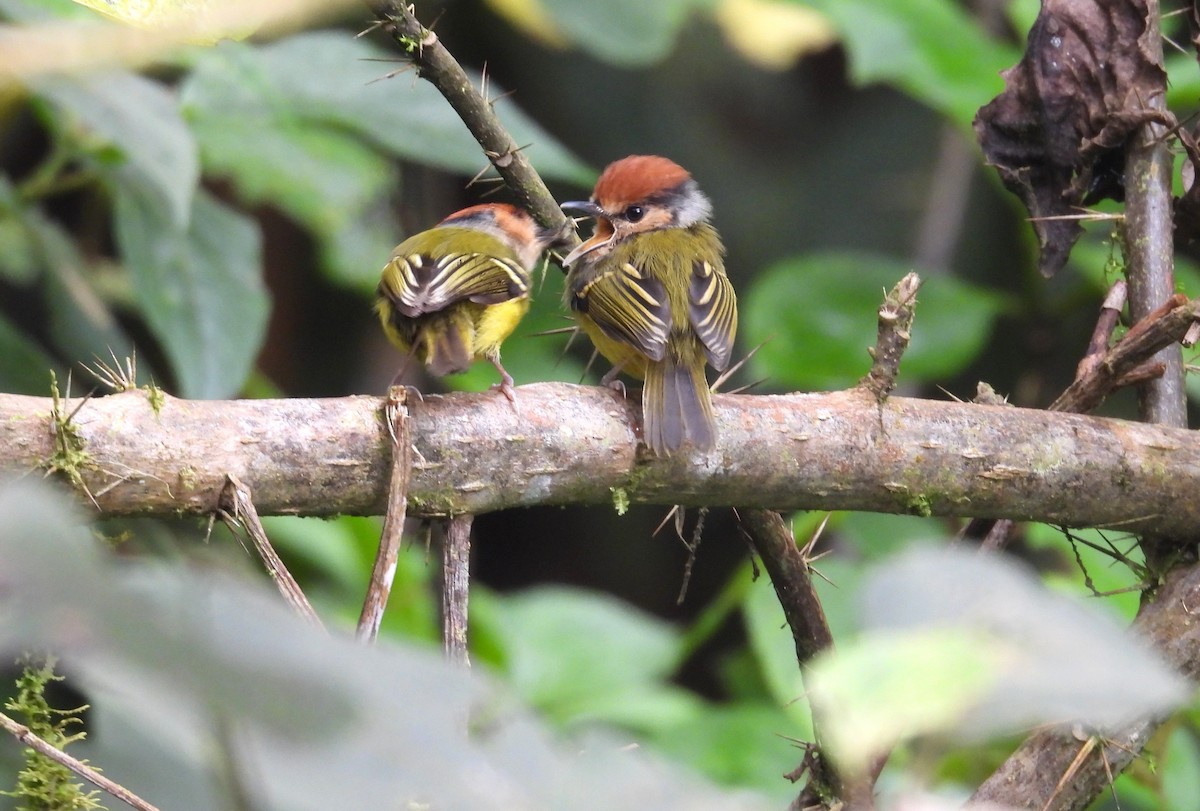 Rufous-crowned Tody-Flycatcher - ML646295234
