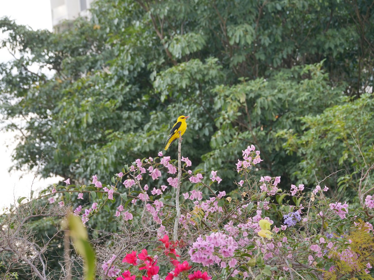 Indian Golden Oriole - ML646295236