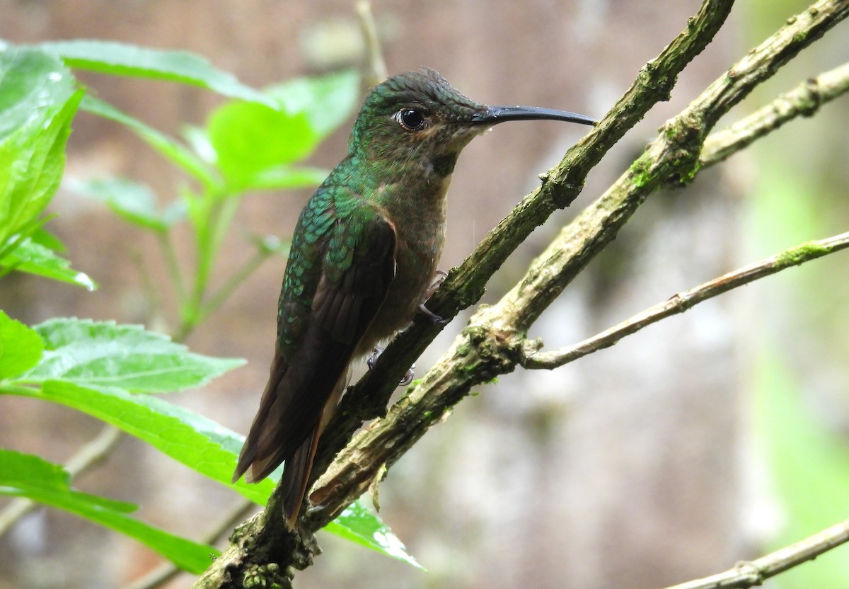 Fawn-breasted Brilliant - ML646295239