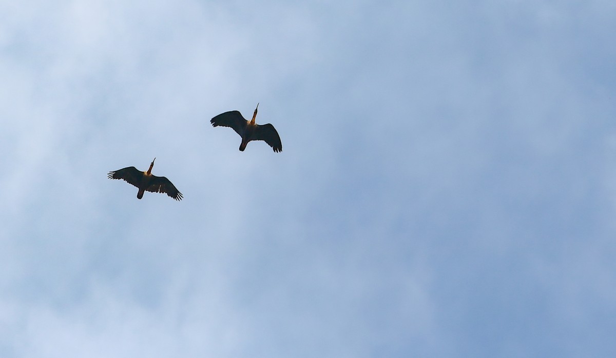 Buff-necked Ibis - ML646295246
