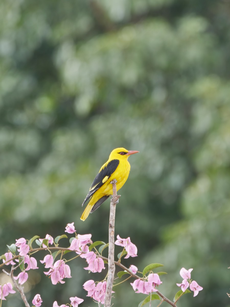 Indian Golden Oriole - ML646295249