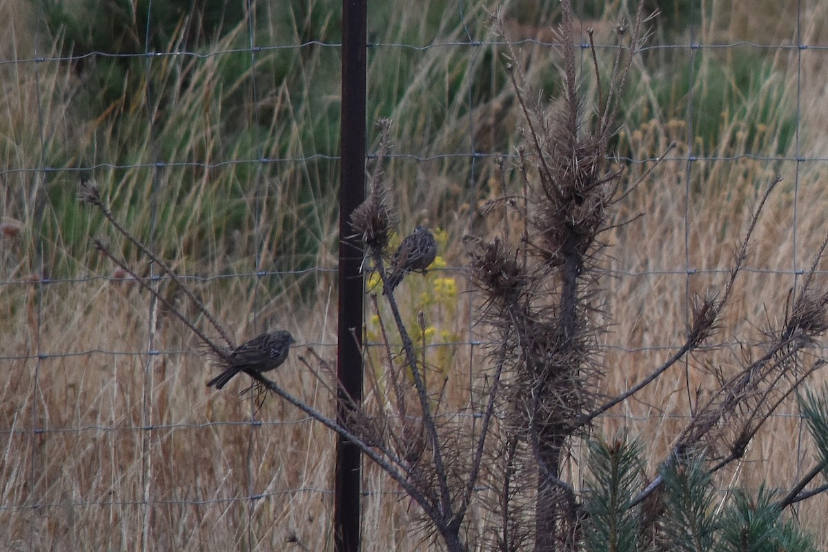 Rock Bunting - ML646295250