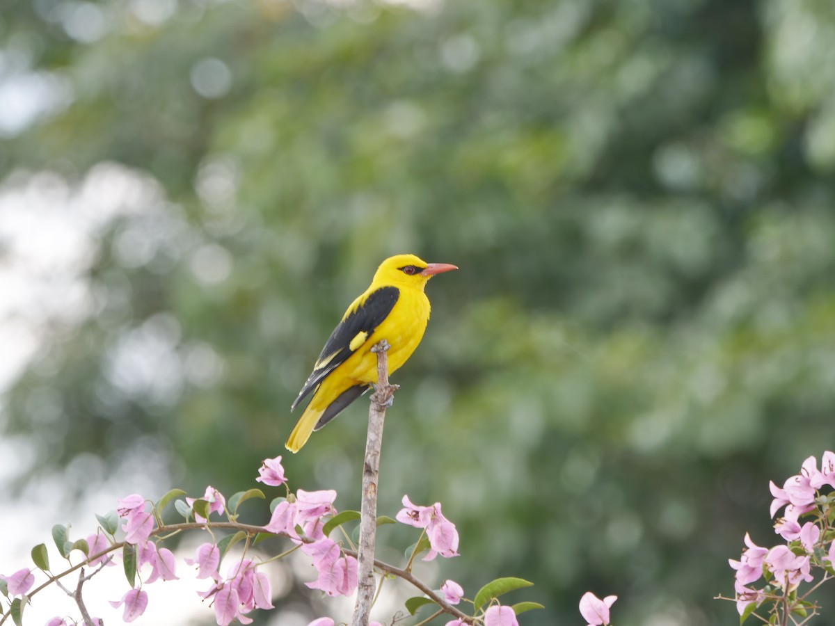 Indian Golden Oriole - ML646295252