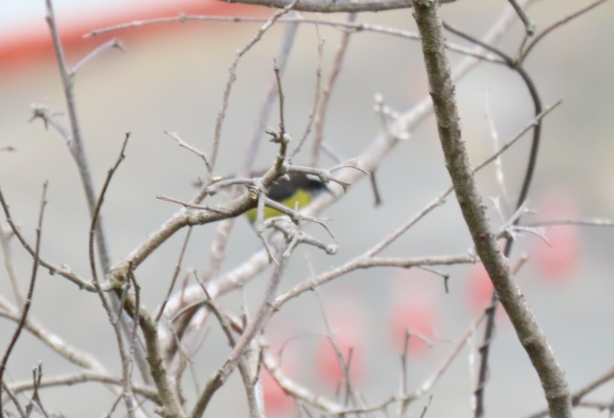 Bananaquit - ML646295253