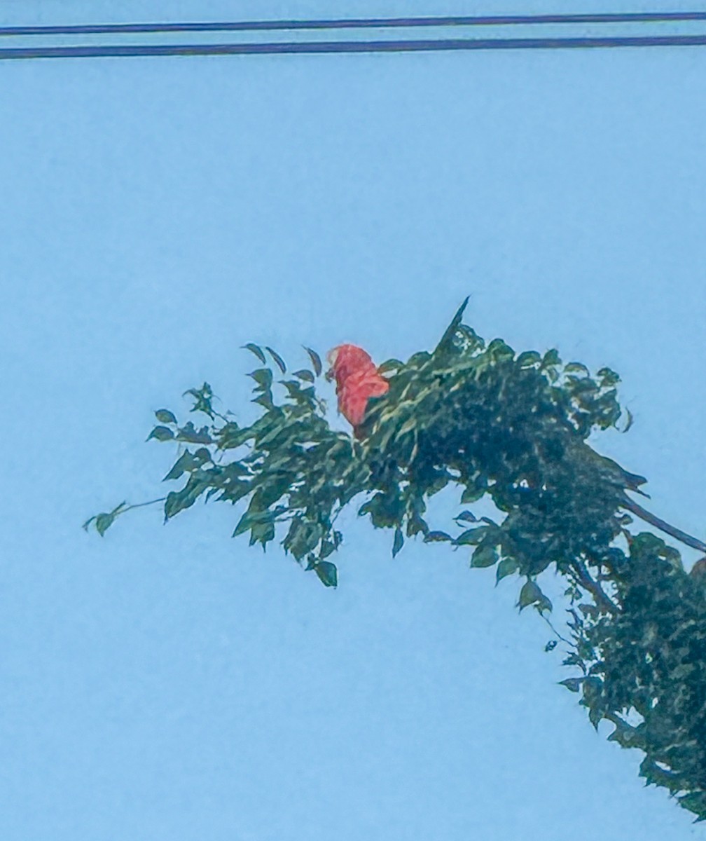 Chestnut-fronted Macaw - ML646295254