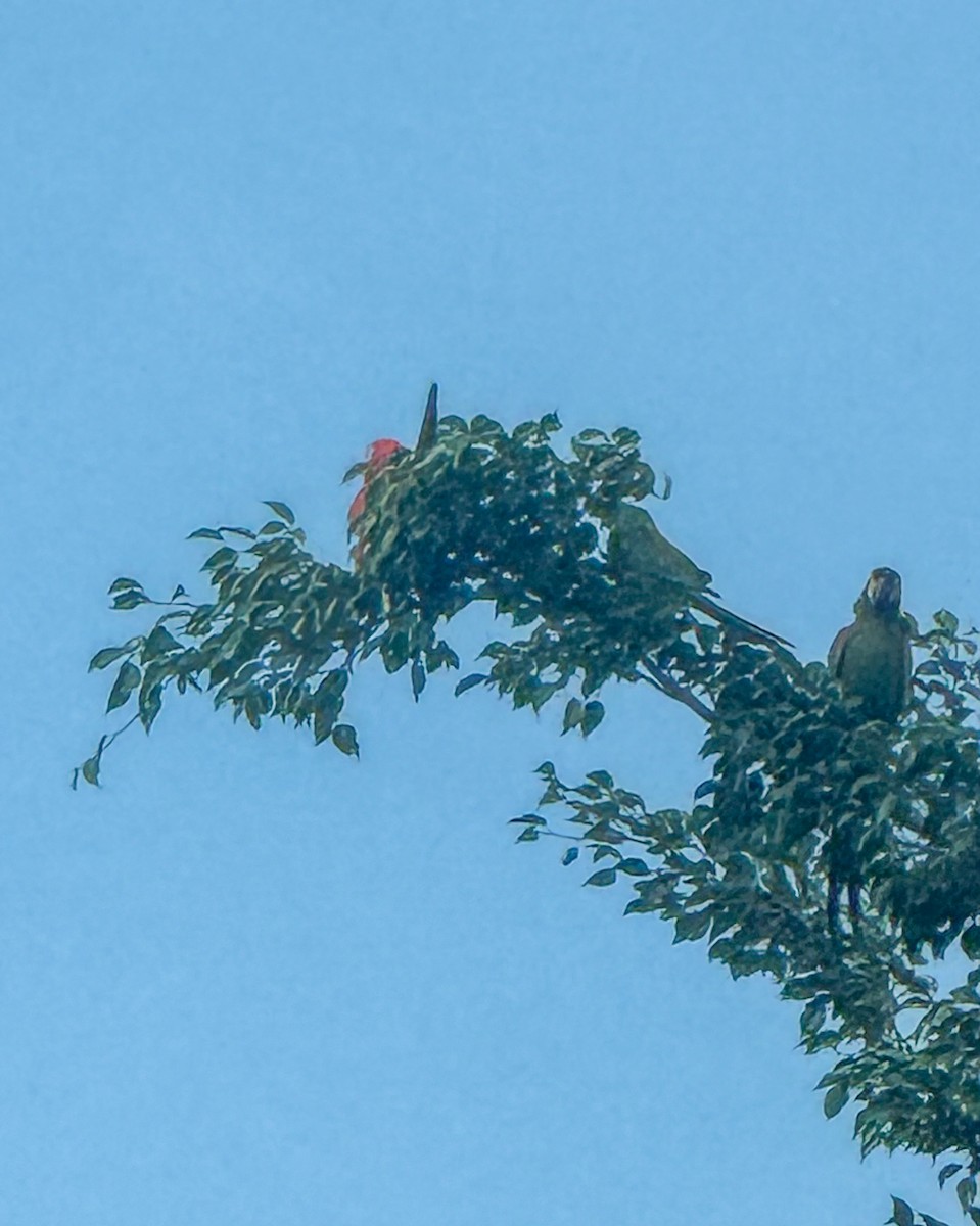 Chestnut-fronted Macaw - ML646295255