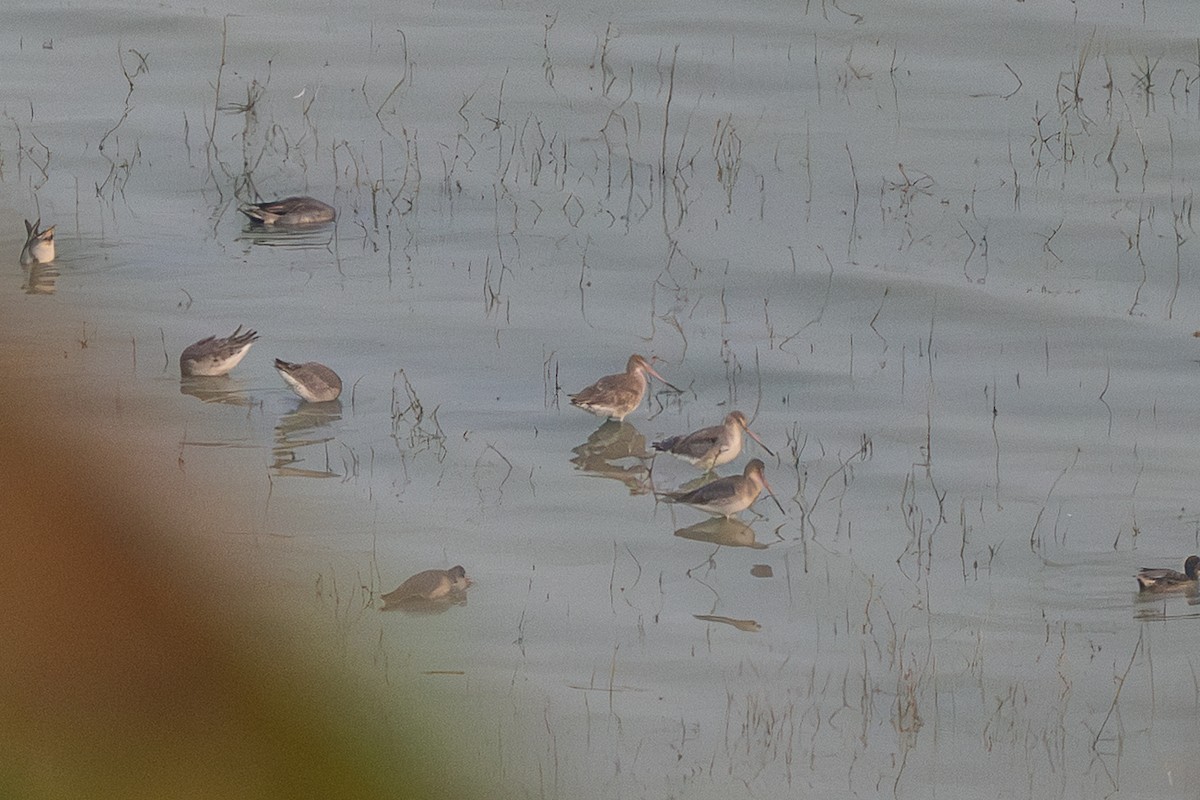 Black-tailed Godwit - ML646295256