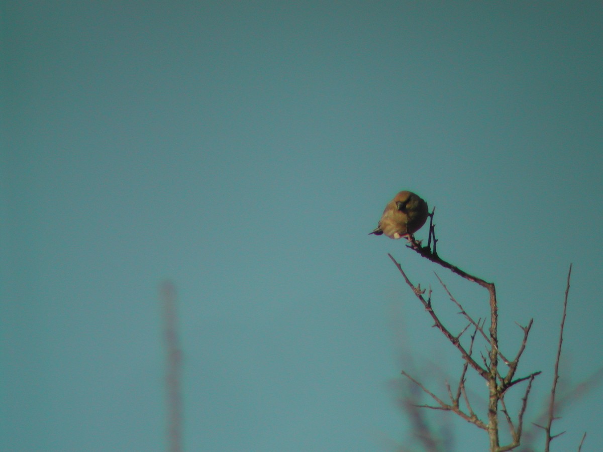 Camachuelo Desertícola - ML646295258
