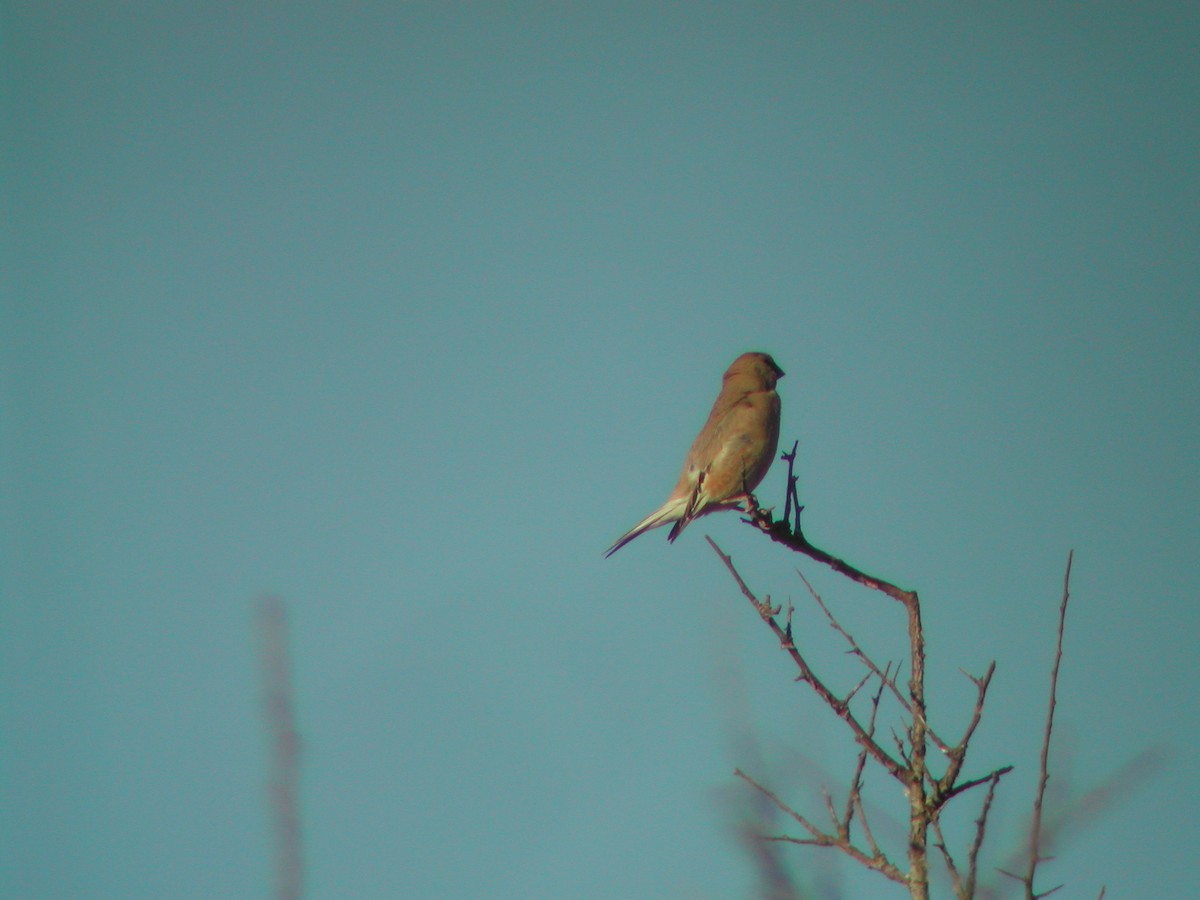 Camachuelo Desertícola - ML646295259