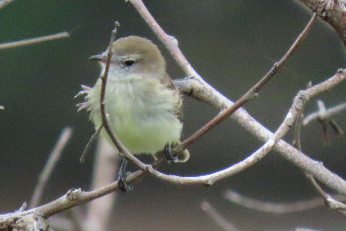 Mouse-colored Tyrannulet - ML646295260