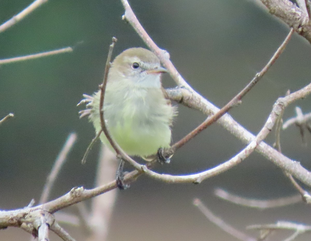 Mouse-colored Tyrannulet - ML646295261