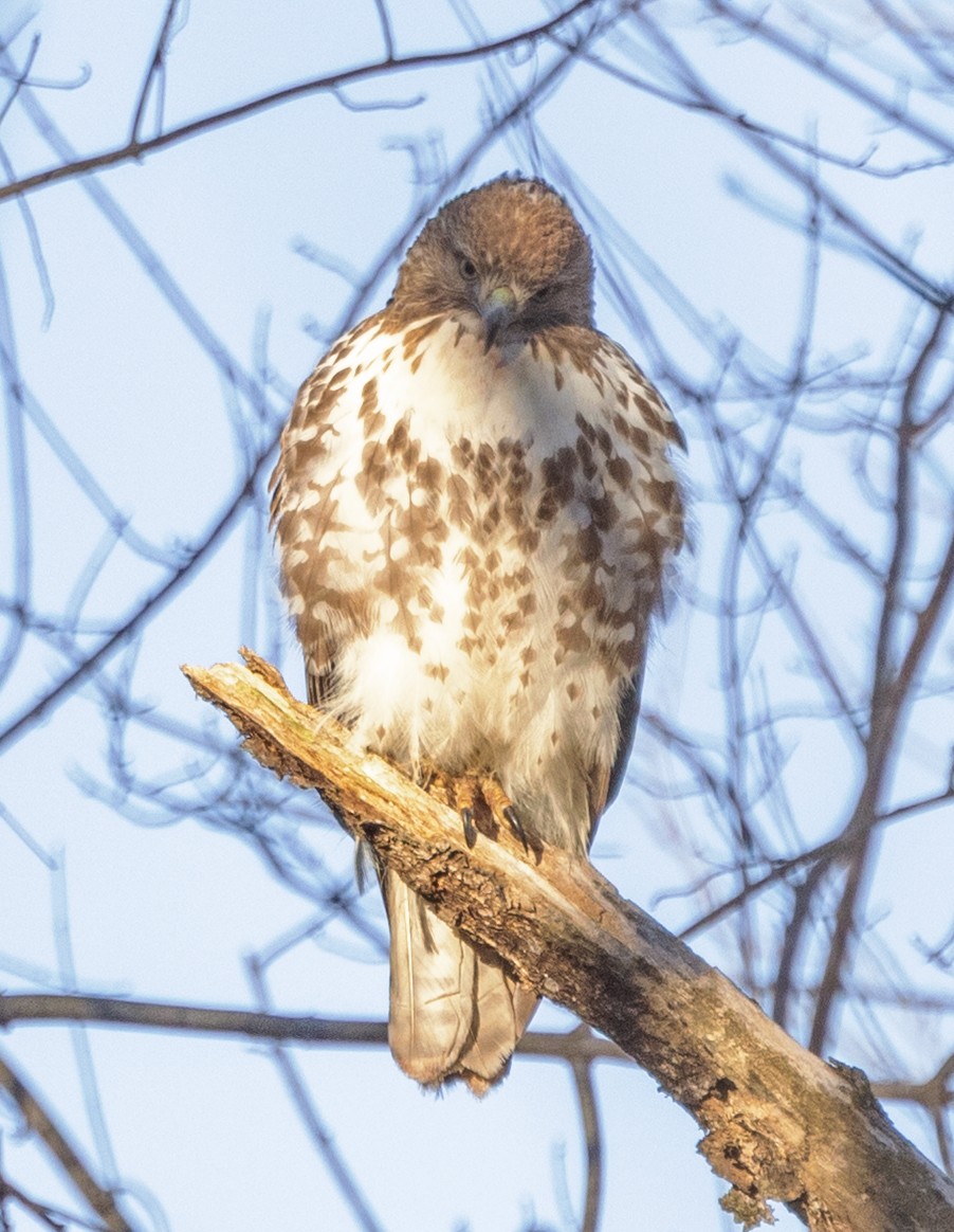 Red-tailed Hawk - ML646295262