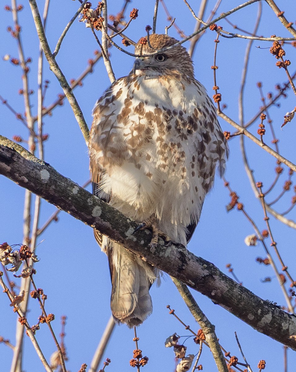 Red-tailed Hawk - ML646295263
