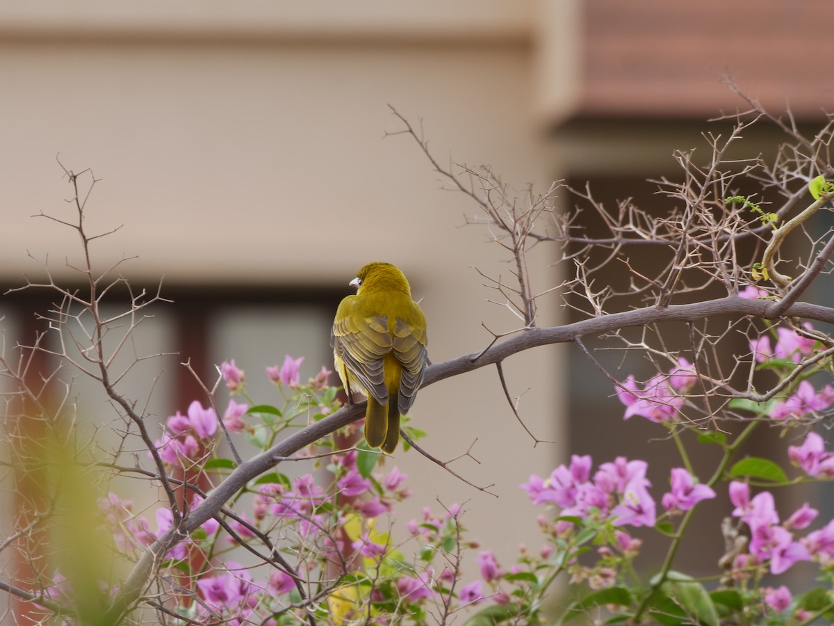 Indian Golden Oriole - ML646295264