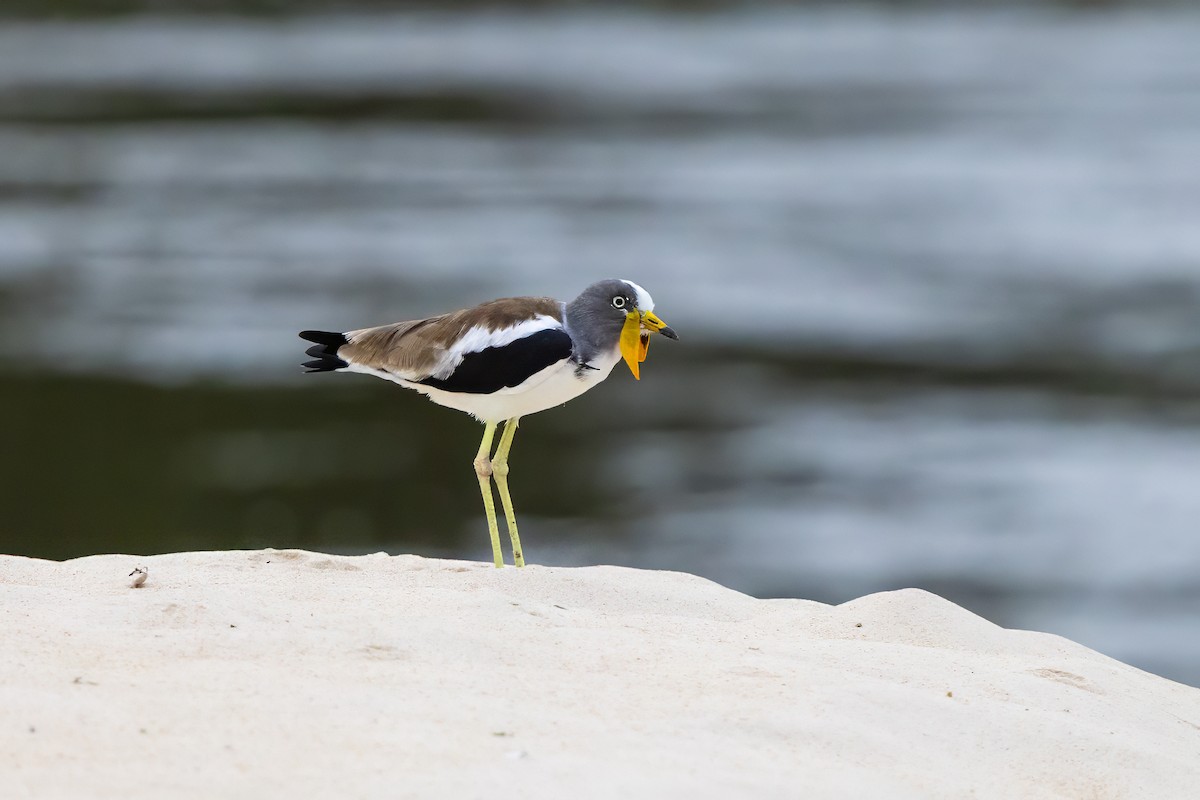 White-crowned Lapwing - ML646295266