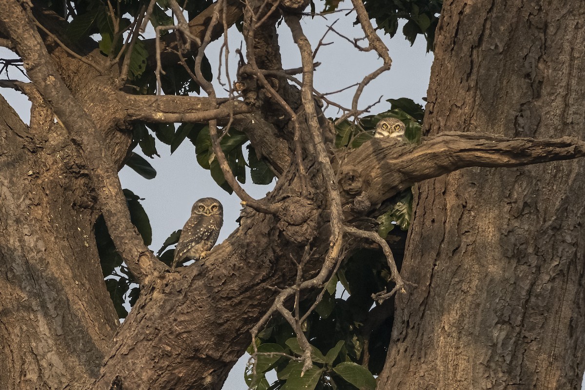 Spotted Owlet - ML646295268