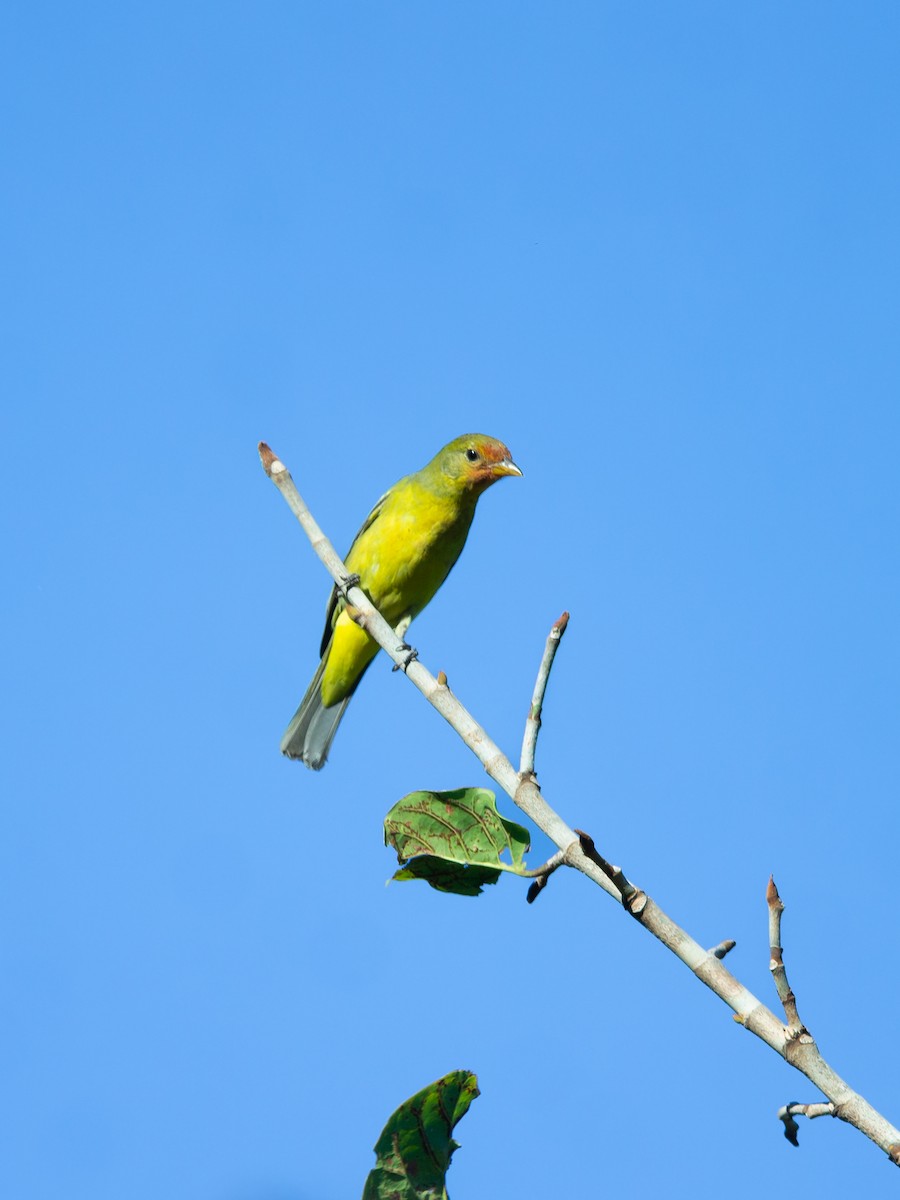 Western Tanager - ML646295269