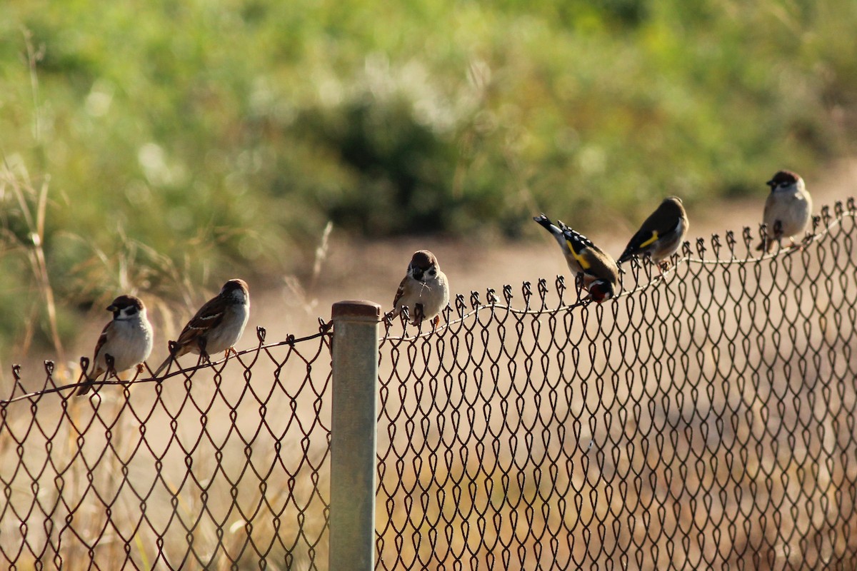 European Goldfinch - ML646295270