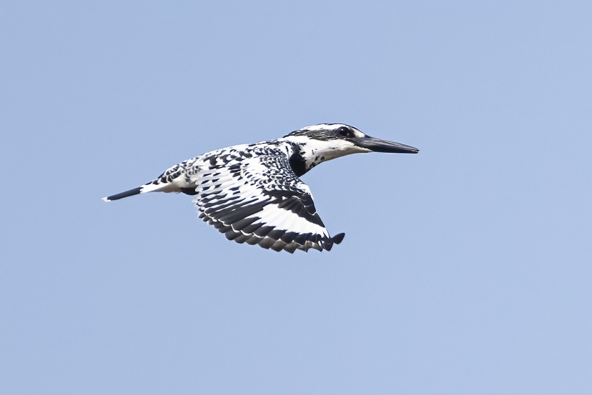 Pied Kingfisher - ML646295271