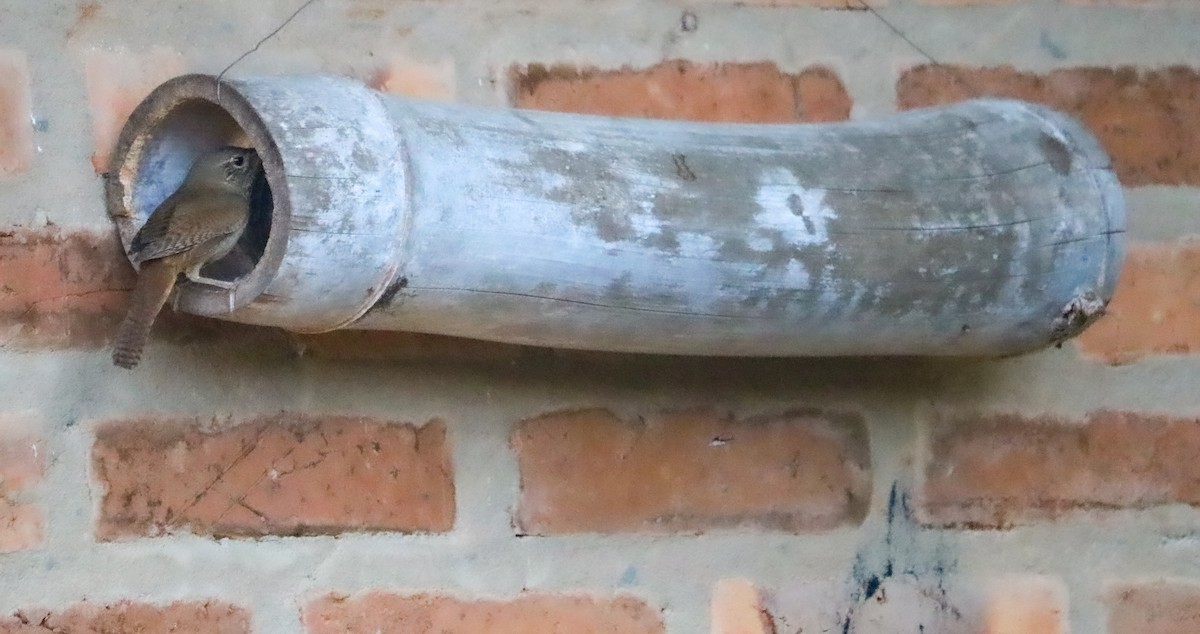 Southern House Wren - ML646295272