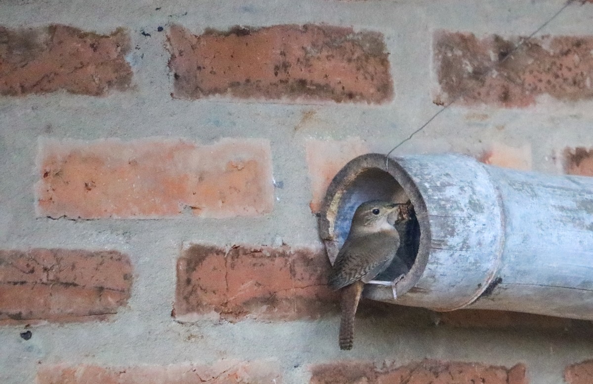 Southern House Wren - ML646295273