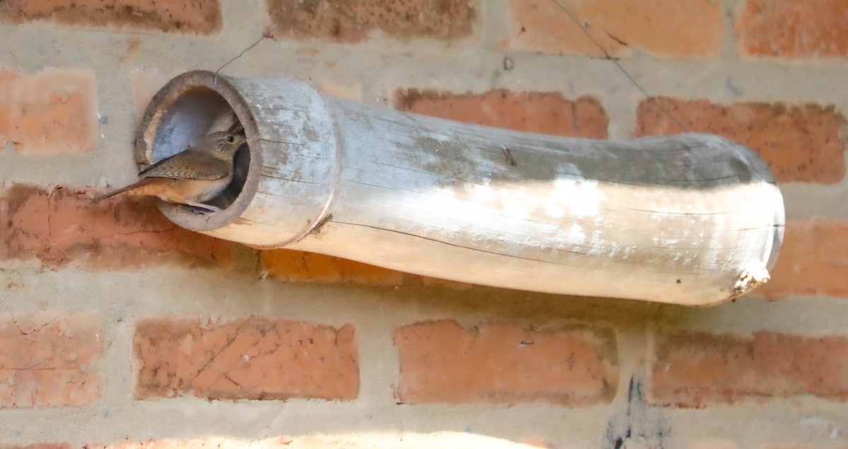 Southern House Wren - ML646295274