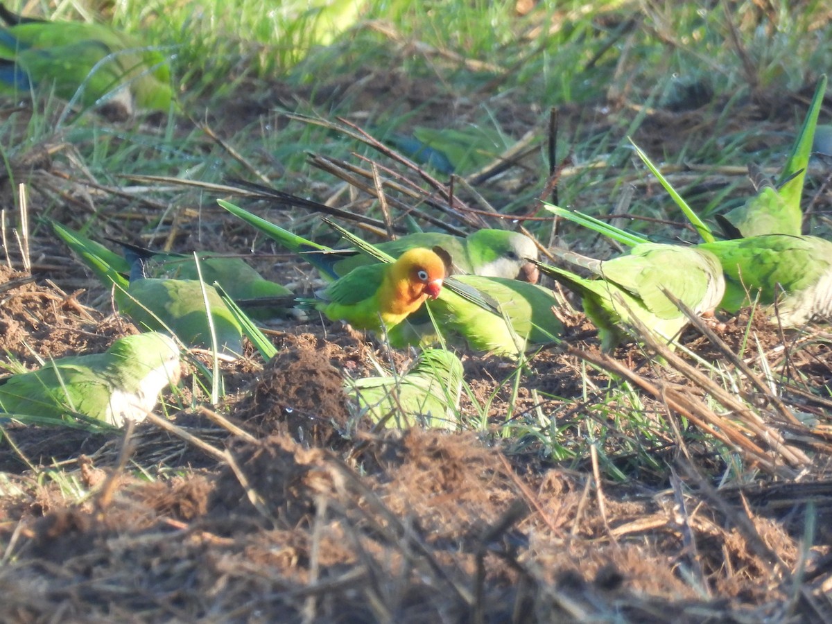 Fischer's Lovebird - ML646295278