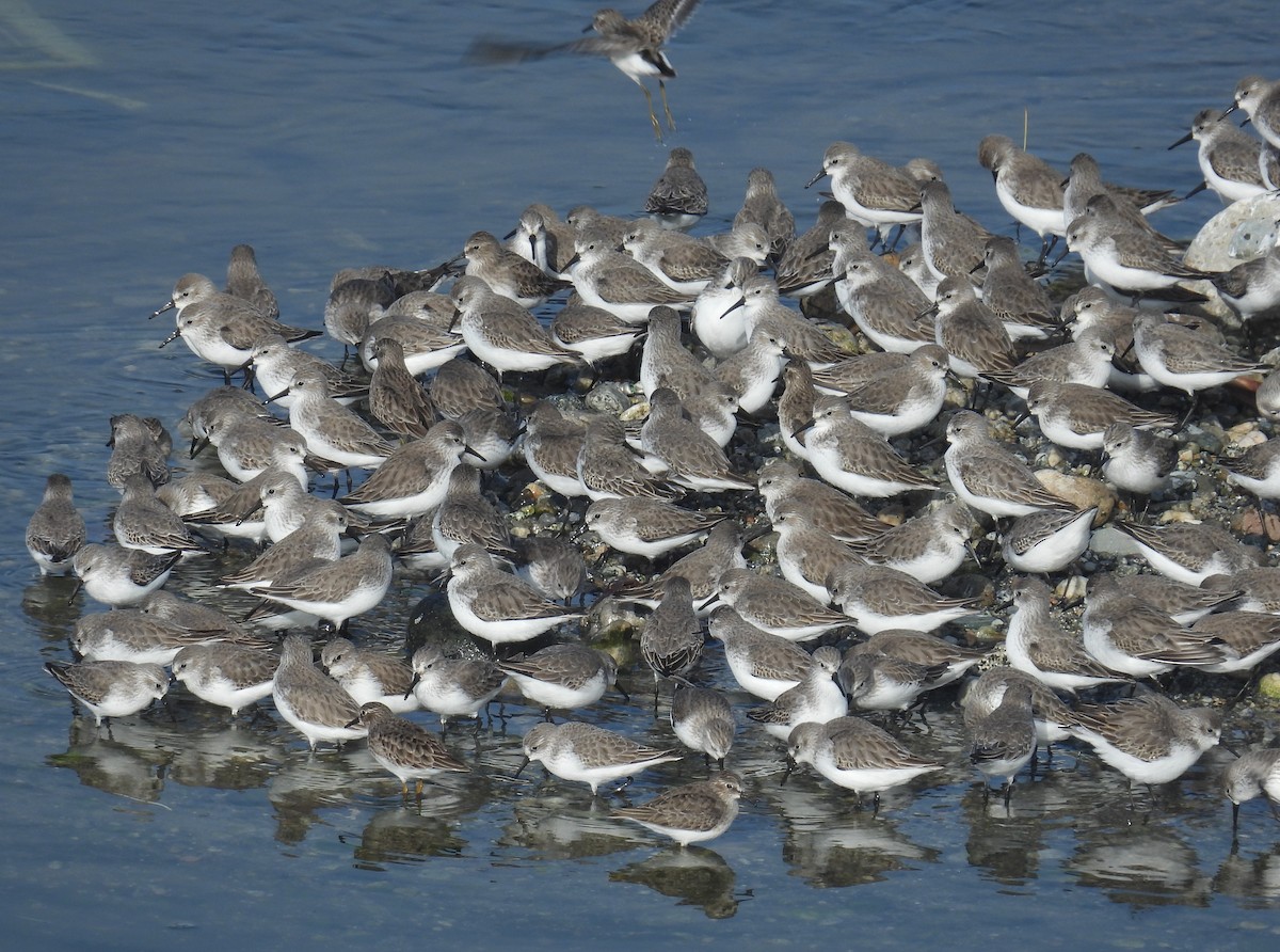 Western Sandpiper - ML646295280