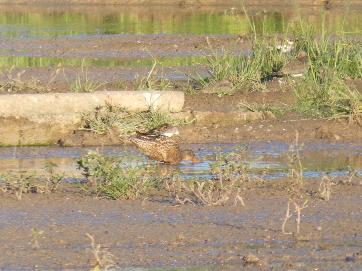 Northern Shoveler - ML646295281