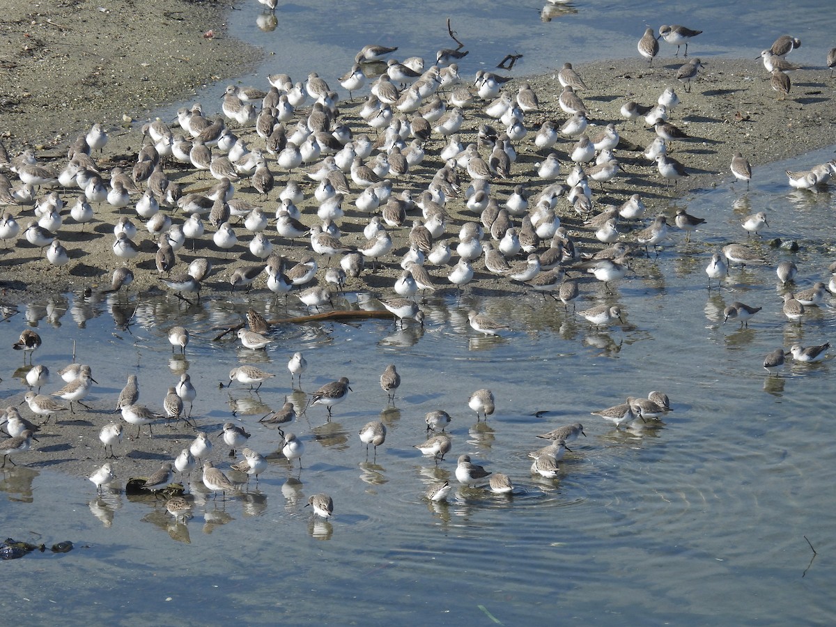 Western Sandpiper - ML646295282
