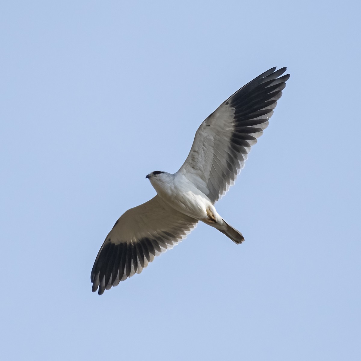 Black-winged Kite - ML646295283