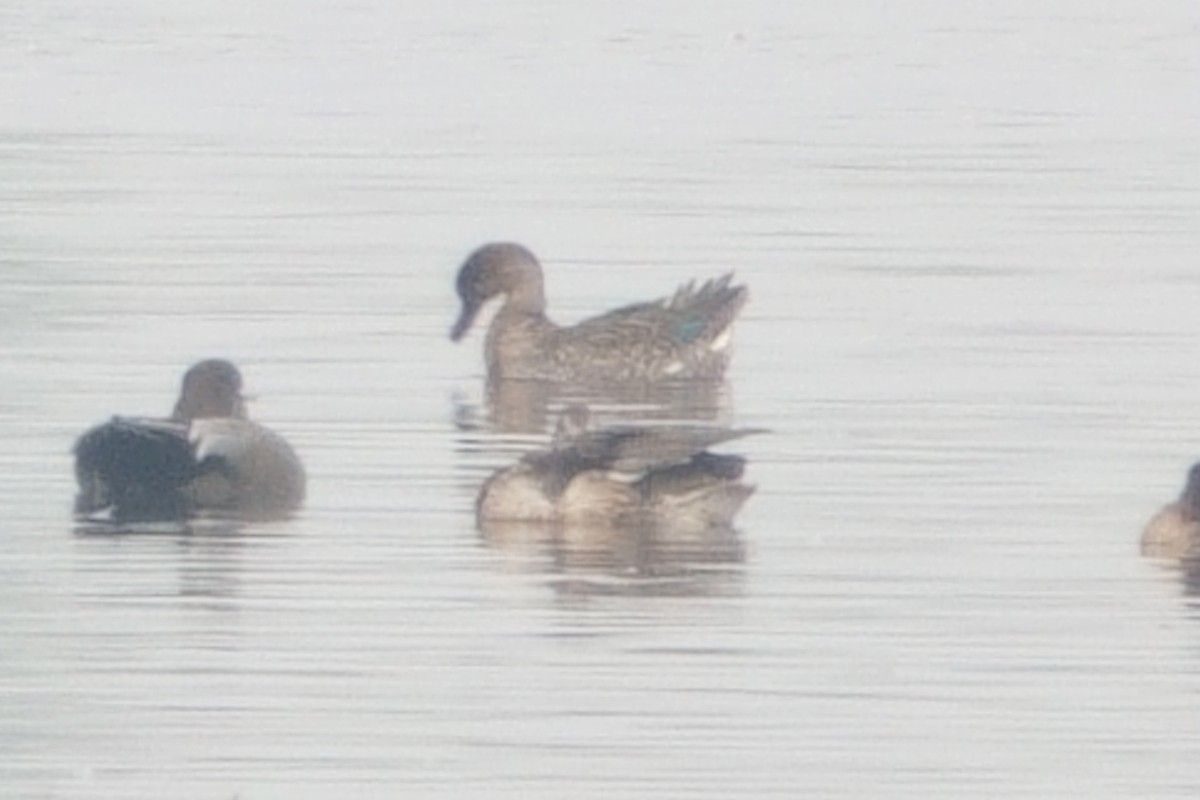 Green-winged Teal - ML646295287