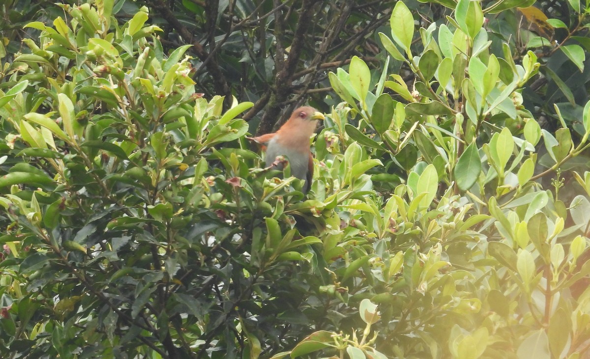 Common Squirrel-Cuckoo - ML646295288