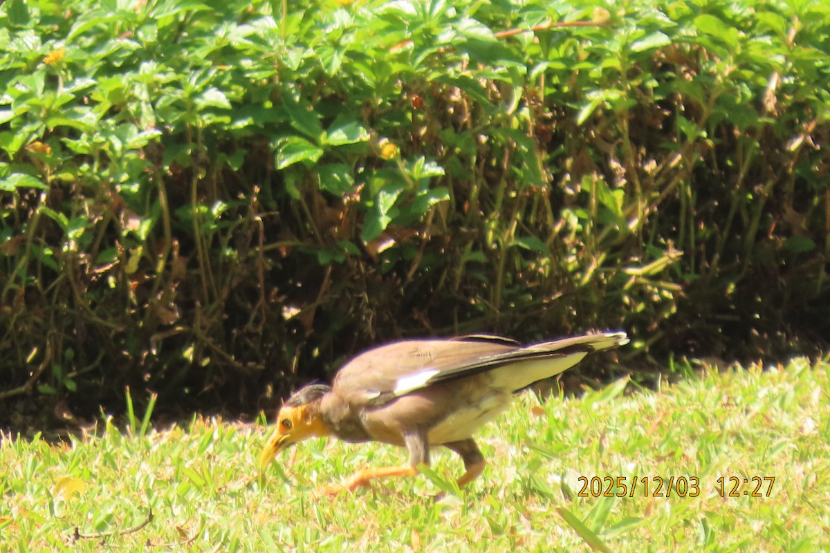 Common Myna - ML646295290