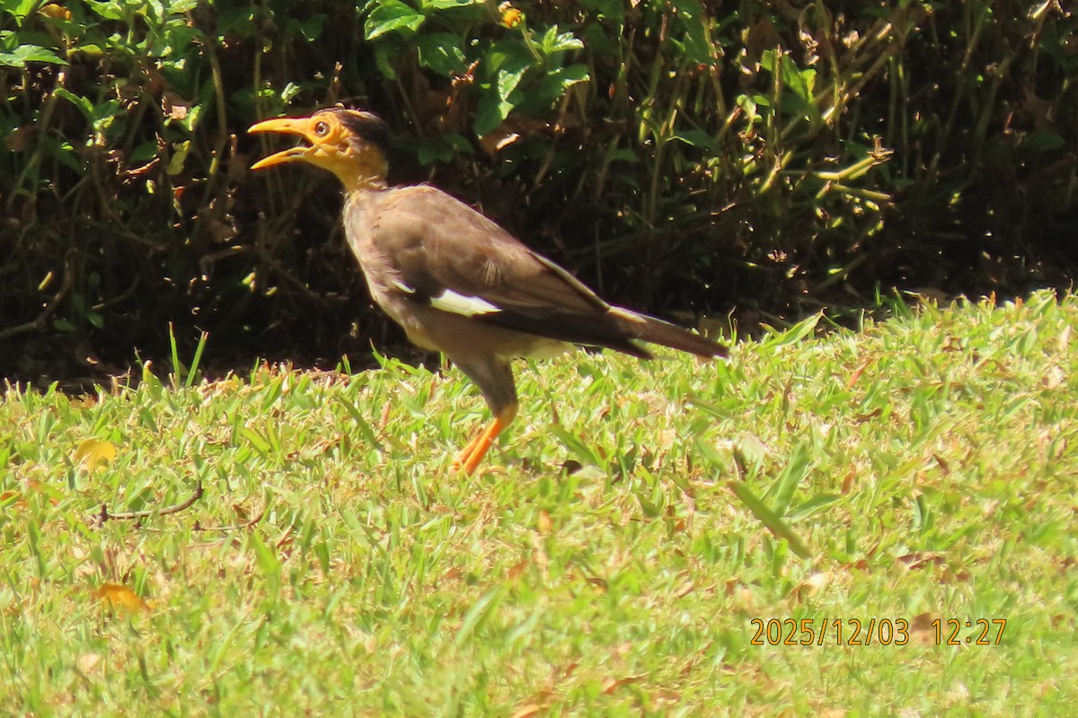 Common Myna - ML646295291